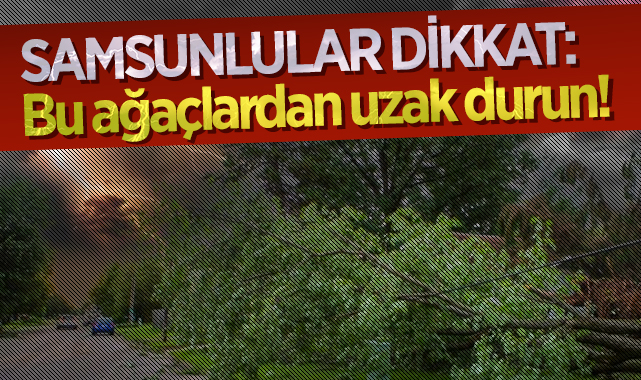 Samsunlular Dikkat: Bu ağaçlardan uzak durun!