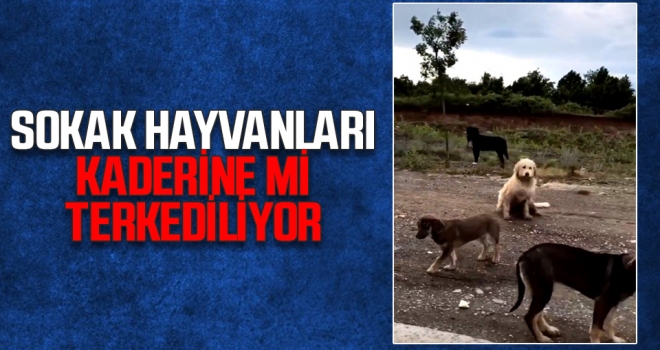 Sokak Hayvanları Kaderine Mi Terkediliyor?