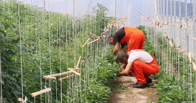 Tropikal meyve ve tıbbi aromatik bitki yetiştiriyor haberi