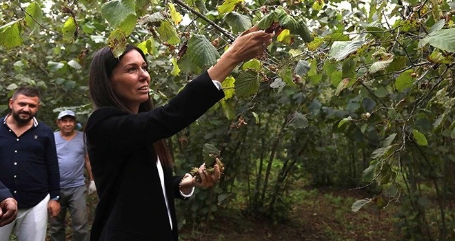 AK Partili Karaaslan, fındık üreticileriyle buluştu haberi