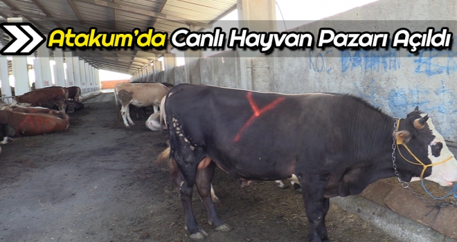 Atakum'da Canlı Hayvan Pazarı Açıldı