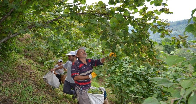 Karadeniz&#039;de Fındık Hasadı Resmen Başladı