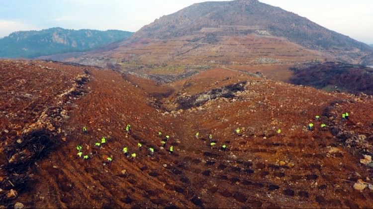 Yanan Ormanların Yeşille Buluşmaları Resmen Görüntülendi