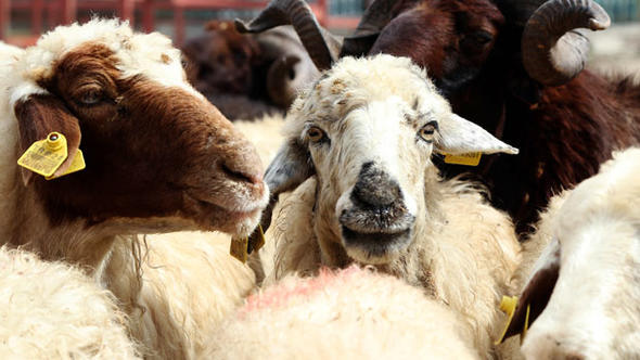 Kurban Bayramı Yaklaşıyor! Peki Kurban Fiyatları Ne Alemde