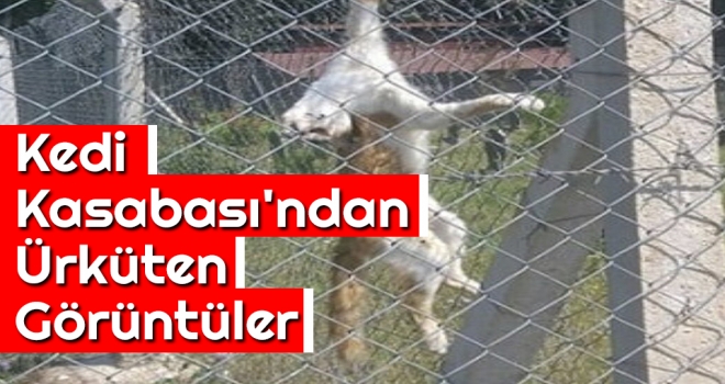 Kedi Kasabası'ndan Ürküten Görüntüler