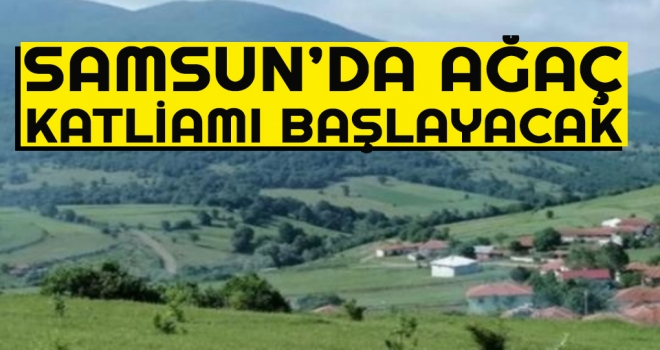 Samsun'da Ağaç Katliamı Başlayacak