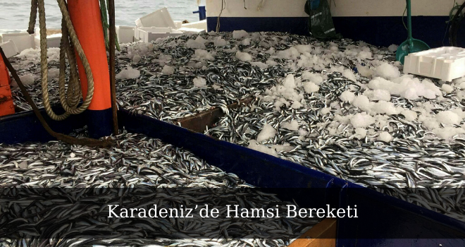 Karadeniz’de Hamsi Bereketi