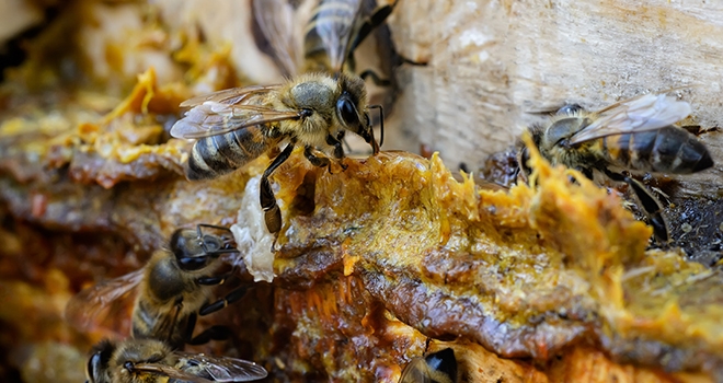 Yasaklar Bitti! Asıl Bundan Sonra Propolis Kullanmalıyız