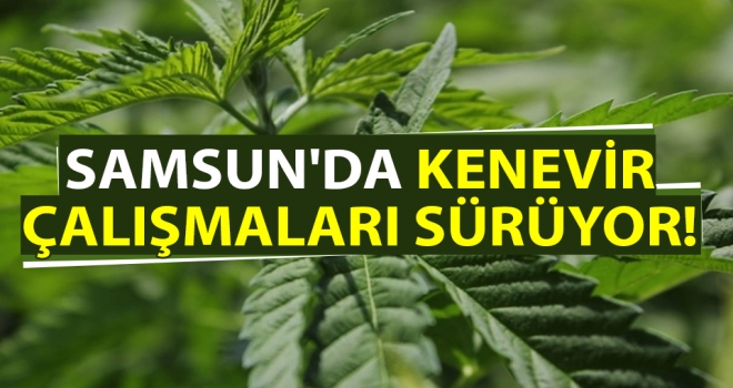 Samsun'da Kenevir Çalışmaları Sürüyor!