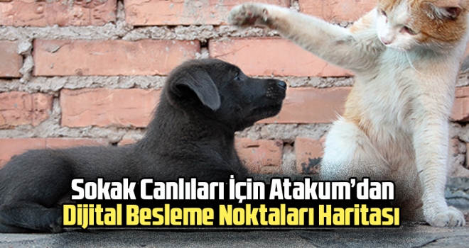 Sokak Canlıları İçin Atakum’dan  Dijital Besleme Noktaları Haritası