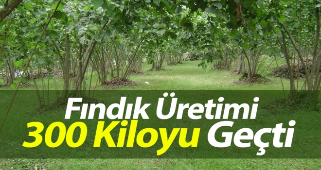 Araklı’da Fındık Üretimi 300 Kiloyu Geçti