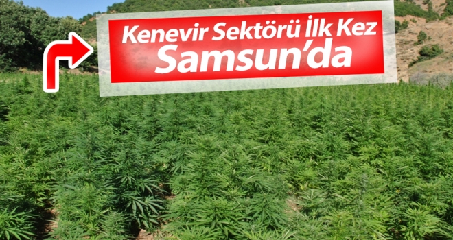 Kenevir Sektörü İlk Kez Samsun'da