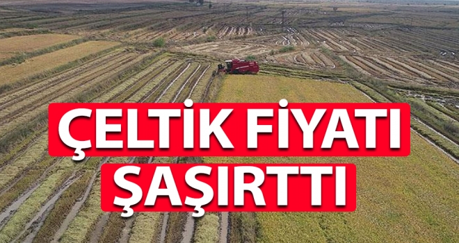 Çeltik fiyatı şaşırttı!