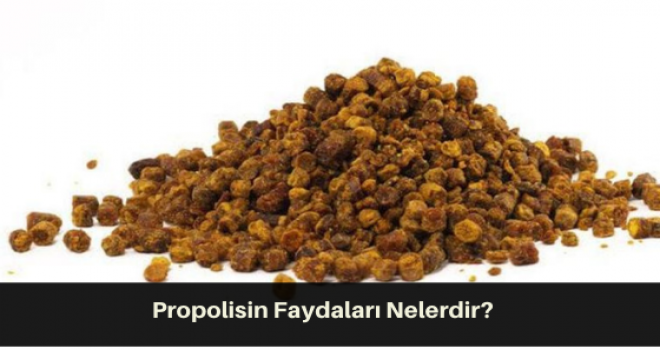 Propolisin Faydaları Nelerdir?