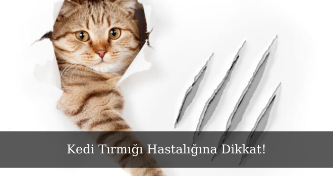 Kedi Tırmığı Hastalığına Dikkat!