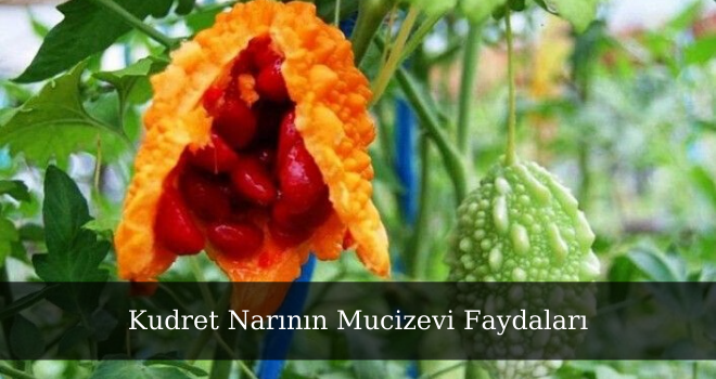 Kudret Narının Mucizevi Faydaları