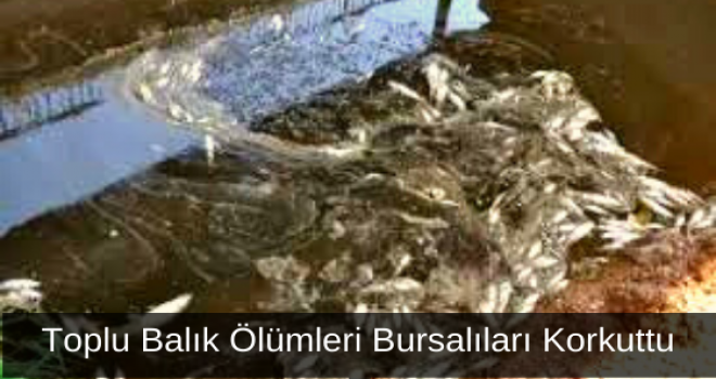 Toplu Balık Ölümleri Bursalıları Korkuttu