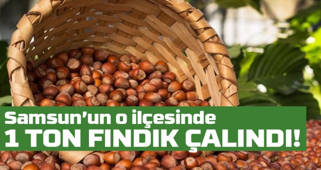 Salıpazarında 1 ton fındık çalındı..!