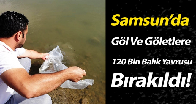 Samsun'da Göl ve Göletlere 120 Bin Adet Yavru Balık Bırakıldı