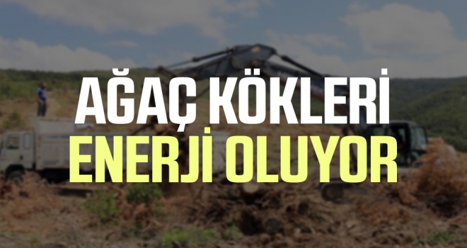 Ağaç Kökleri Enerji Oluşturuyor