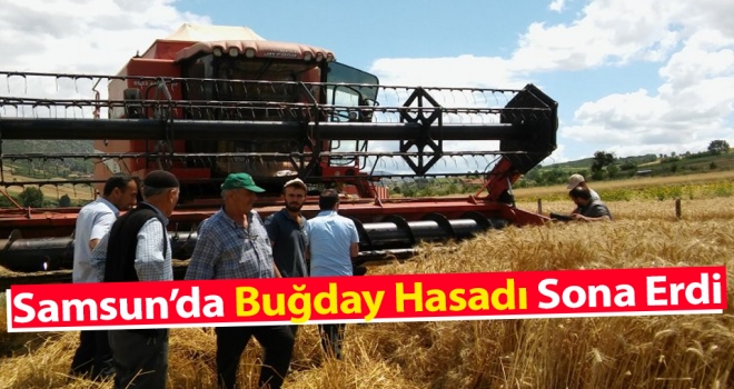 Samsun’da Buğday Hasadı Sona Erdi