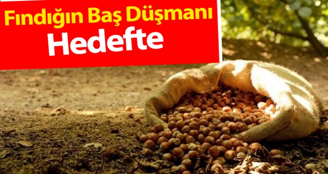 Fındığın Baş Düşmanı Hedefte