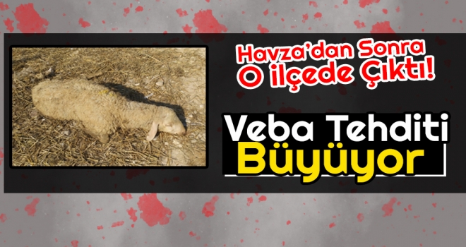 Samsun'da Veba Tehditi Büyüyor!